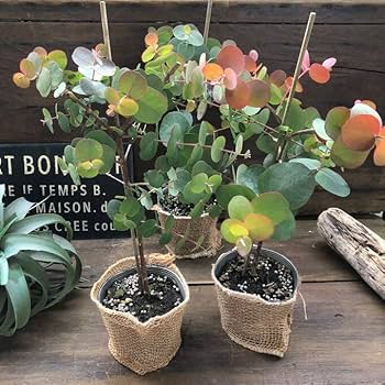 レア種　ユーカリ　ペリニアナ 観葉植物 ユーカリ 10号 グニー セドナロング 墨 付き | 観葉